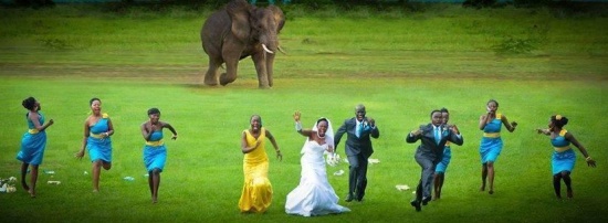 elephant wedding problems